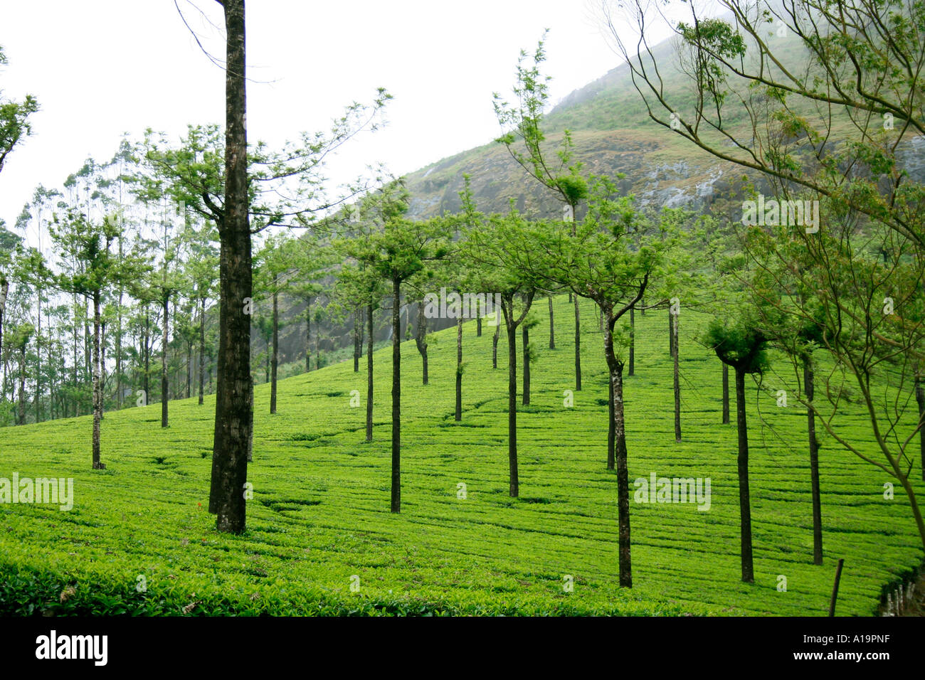 Finca de té en Munnar, una importante estación de la colina y destino turístico en Kerala Foto de stock