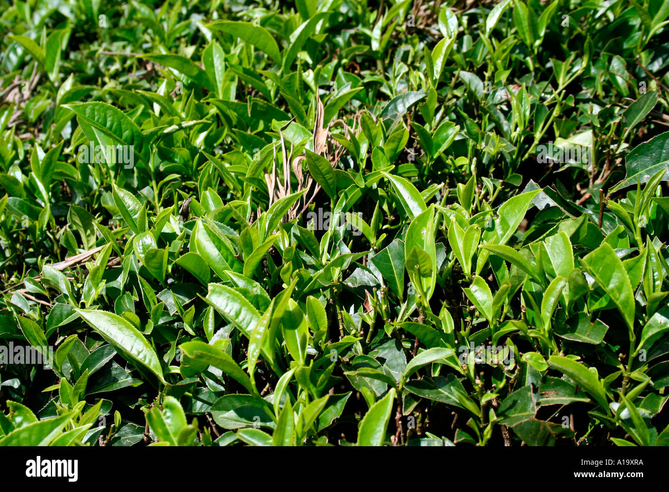 Las plantaciones de té en Munnar India Foto de stock