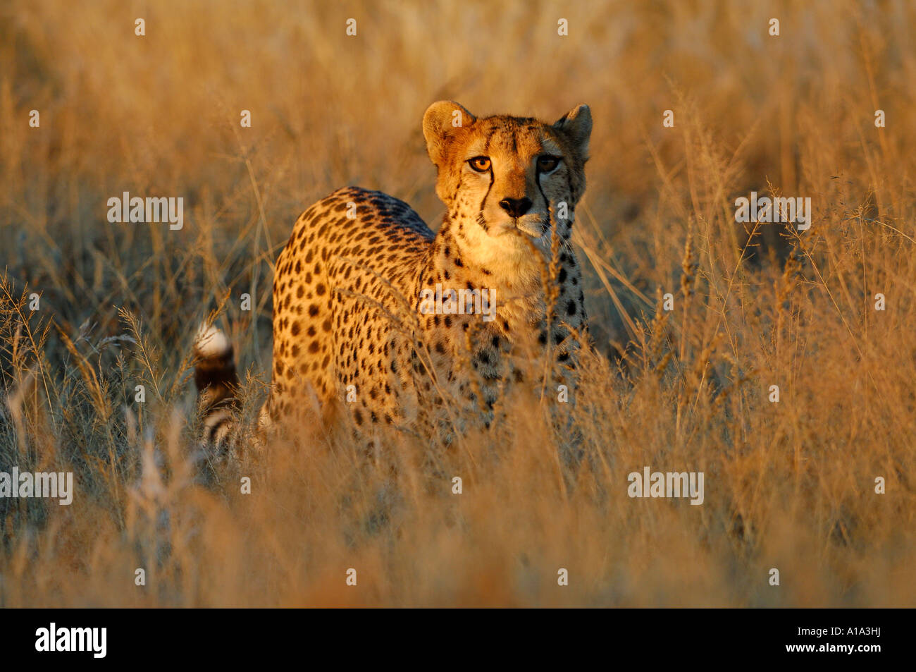 Guepardo (Acinonyx jubatus) en la primera luz de la mañana Foto de stock