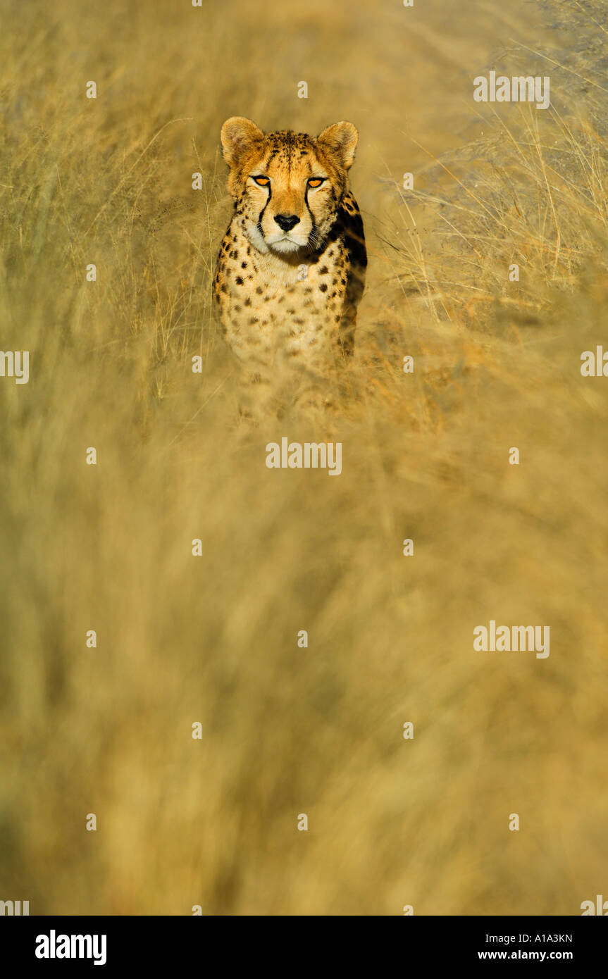 El acecho del guepardo (Acinonyx jubatus) en la primera luz de la mañana Foto de stock