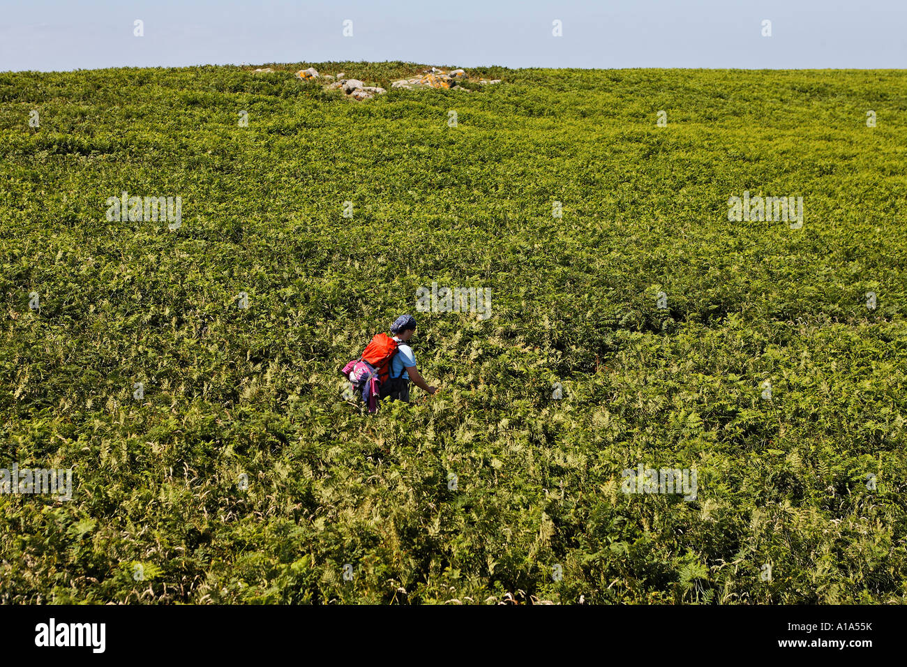 Un excursionista luchas con la densa vegetación, islas, saltee inseln, Wexford, Irlanda Foto de stock