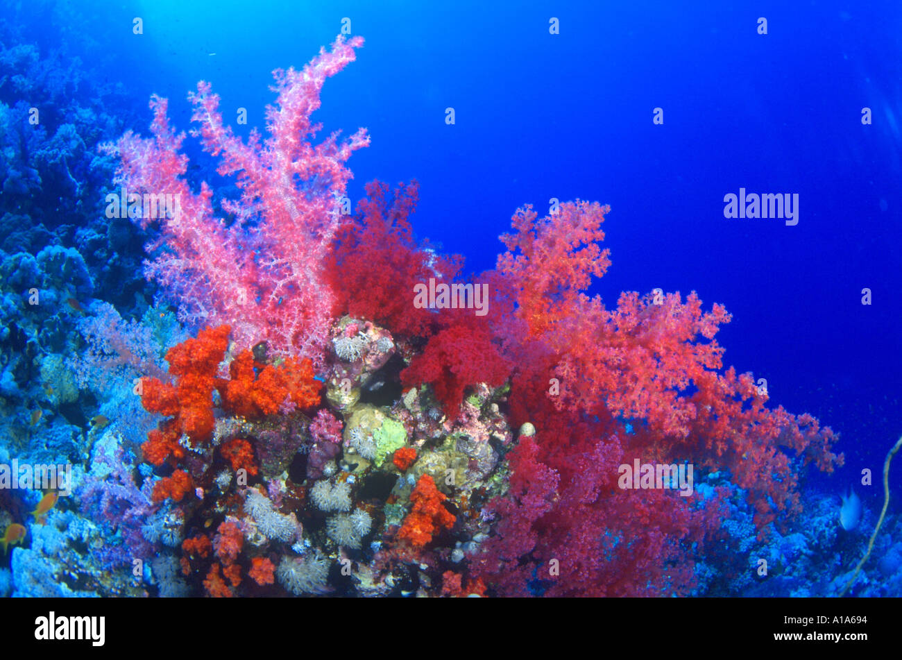 Corales blandos, submarino, México Cozumel, océanos, mares