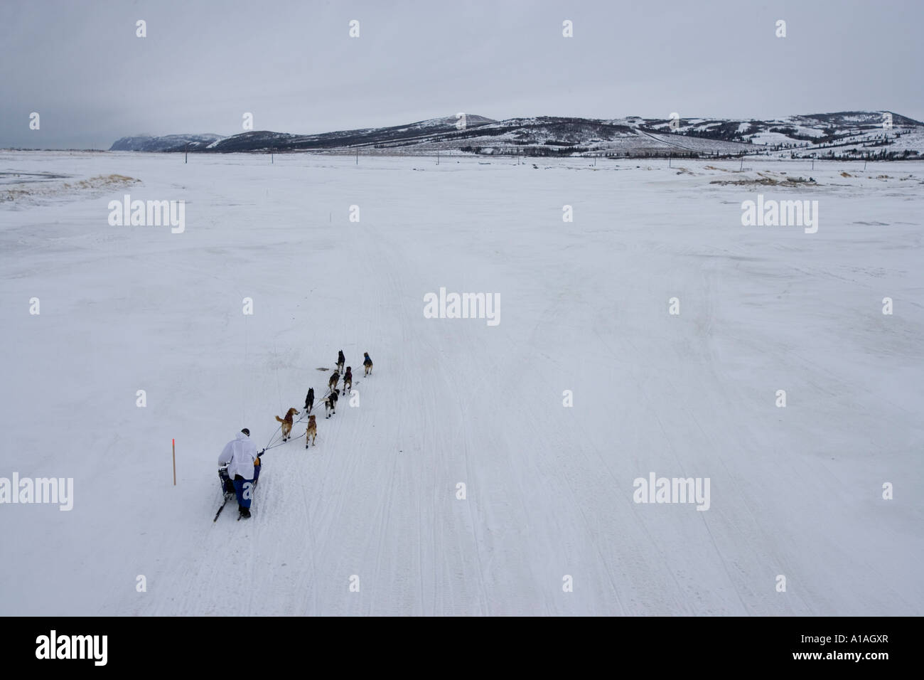 Estados Unidos Alaska Unalakleet Musher y equipo de perros de la raza