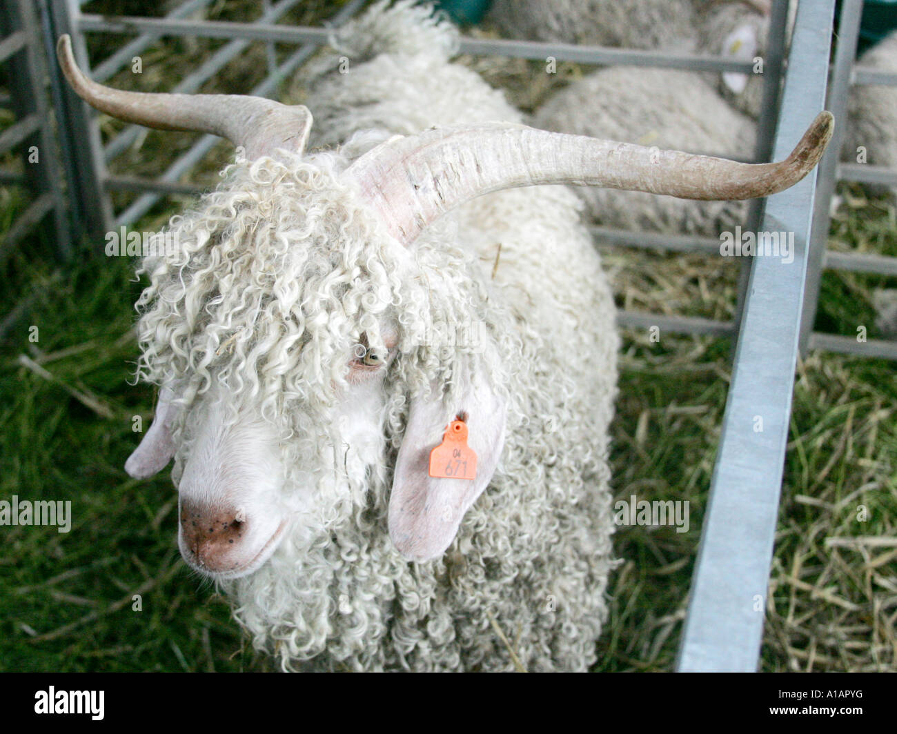 Una oveja con pelaje rizado y cuernos. Foto de stock