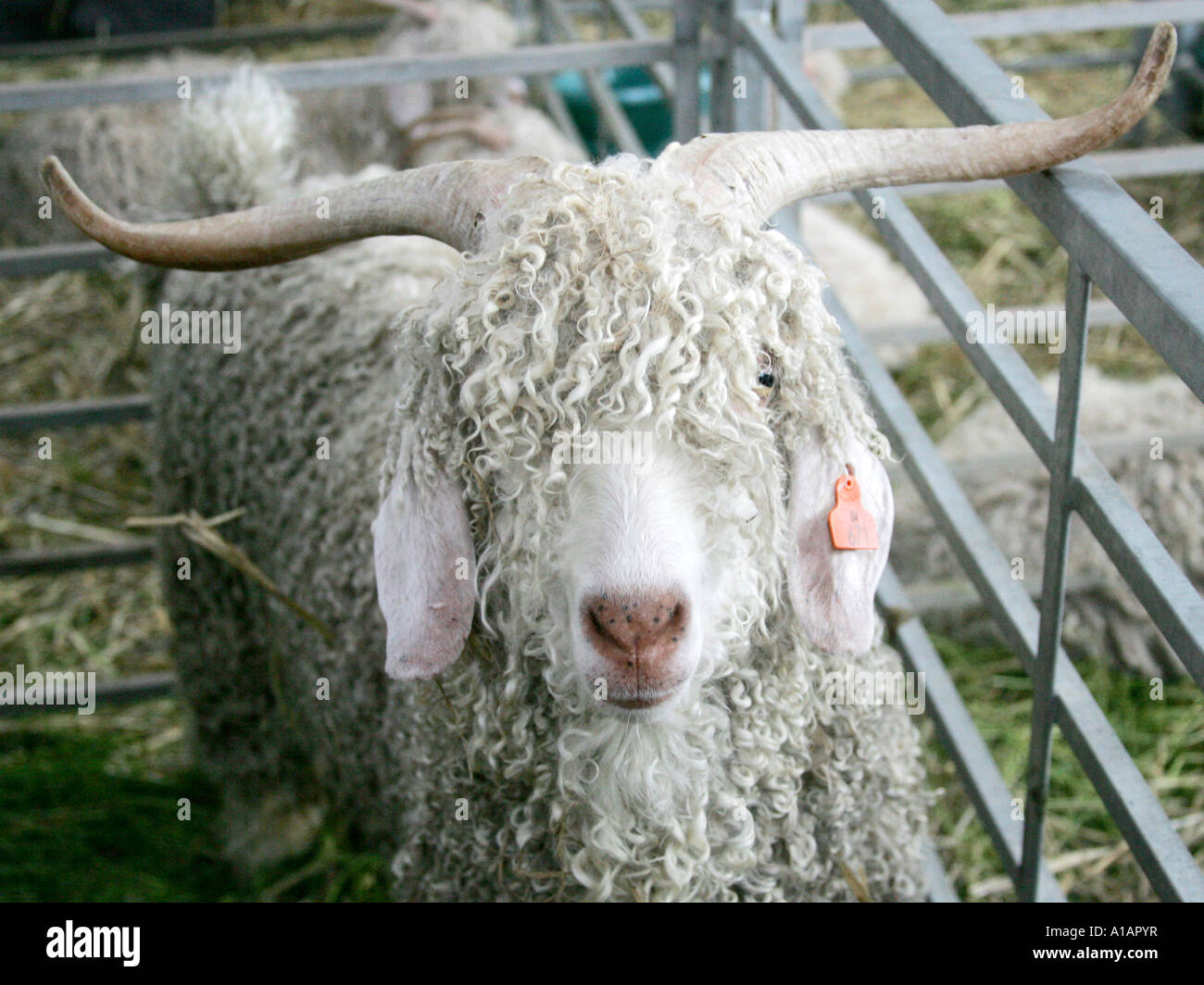 Una oveja con pelaje rizado y cuernos. Foto de stock