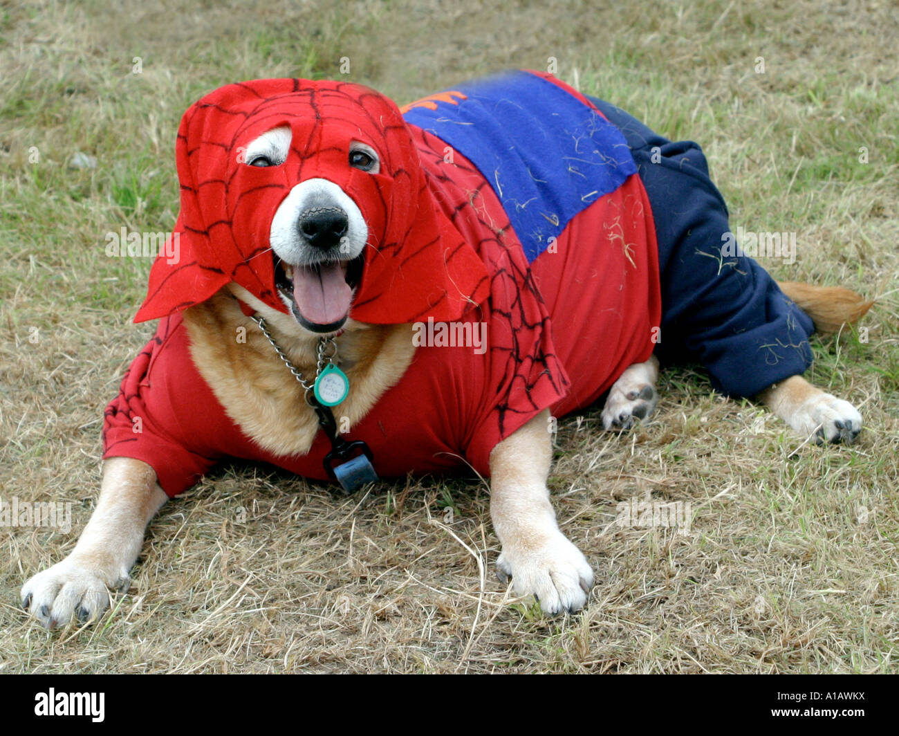 Un perro en Fancy Dress, vestido como Spiderman Fotografía de stock - Alamy