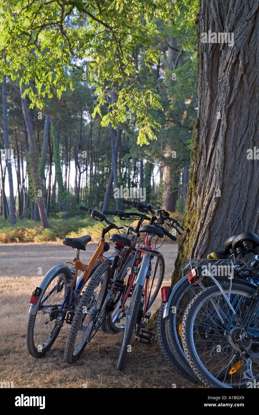 Bicicletas de montaña aparcada apoyado contra el tronco de un árbol. Foto de stock