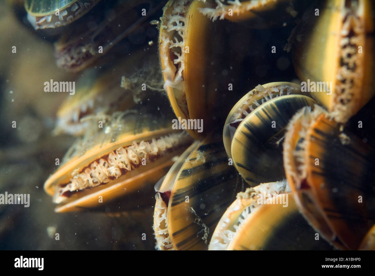 Mejillón común, Mytilus edulis - agrupados. Foto de stock