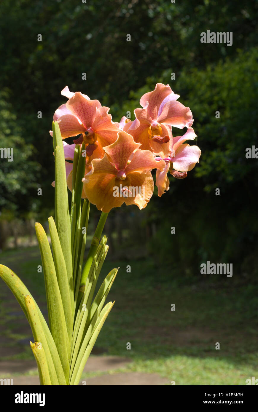Barbados mundial de especies de orquídeas Vanda variedad gigante TMA  Fotografía de stock - Alamy