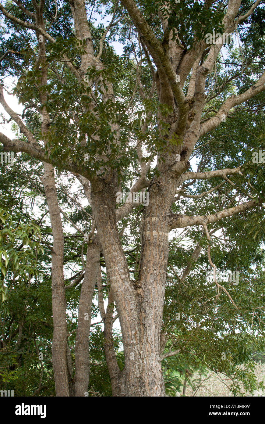 Árbol de caoba