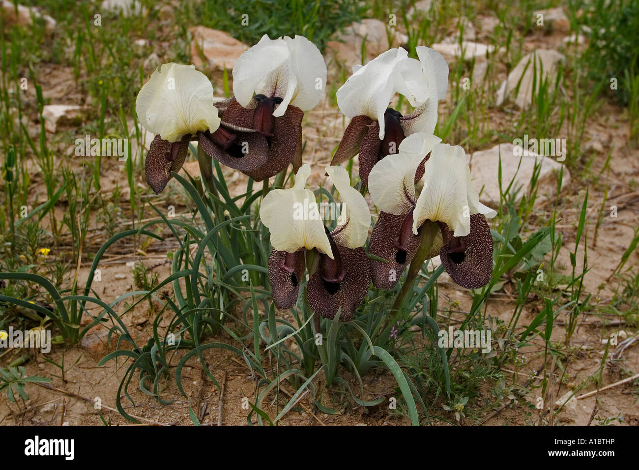 Iris Iris barbado iberica Erzurum Turquía Foto de stock