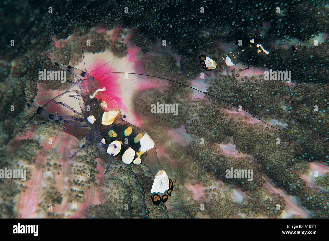 Camarones, Periclimenes brevicarpalis anémona, en un adhesivo anémona de mar de Sulawesi, Indonesia Foto de stock