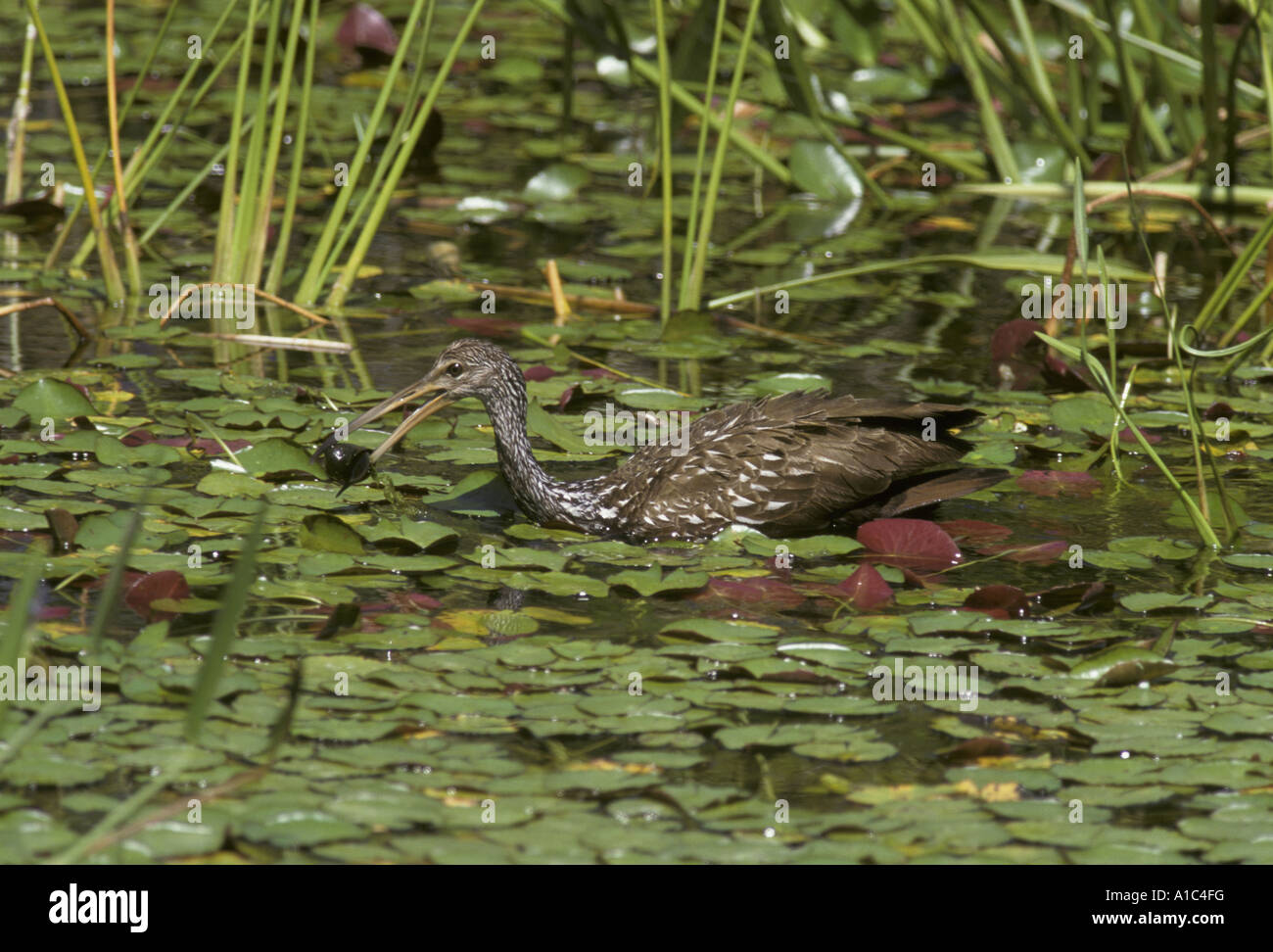 Aramus guarauna Limpkin vadeando en el agua con caracoles Florida Foto de stock