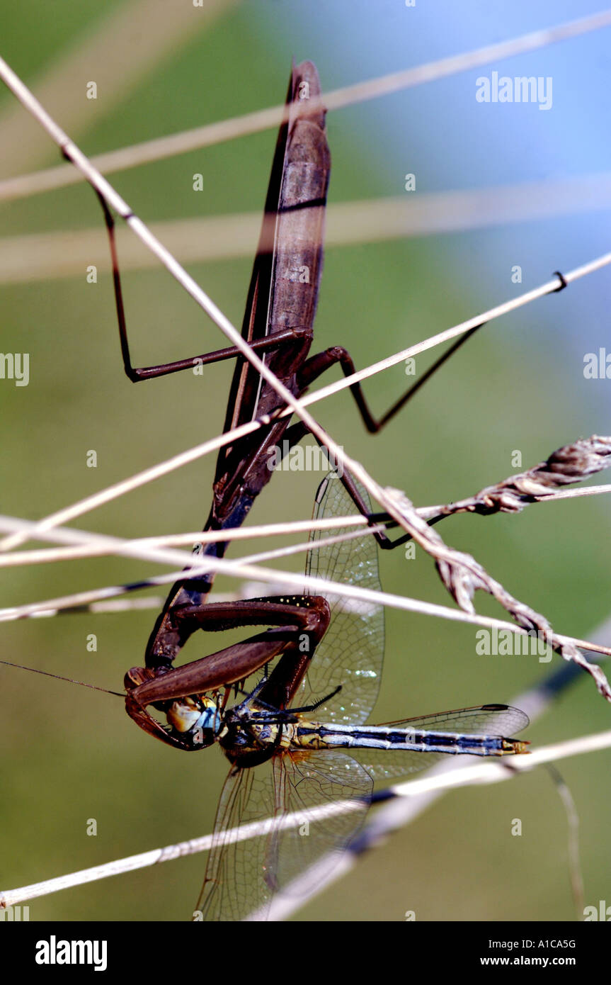 Unión depredando mantis (mantis religiosa), alimentando una libélula, Francia, Córcega Foto de stock