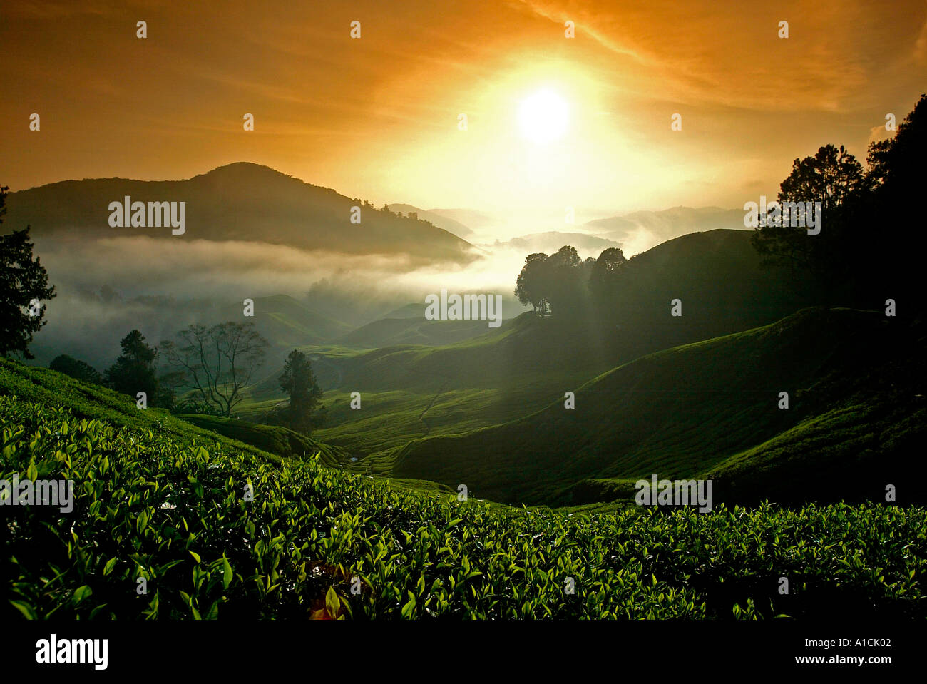Amanecer sobre Sungai Palas Boh Tea Estate Cameron Highlands Malasia Foto de stock