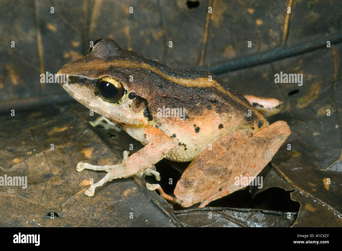 Especies de ranas desconocido Reserva Buenaventura, provincia de El Oro, salvaje, ECUADOR Foto de stock