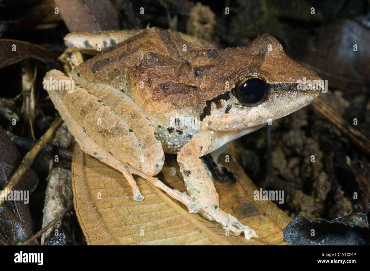 Especies de ranas desconocido Reserva Buenaventura, provincia de El Oro, salvaje, ECUADOR Foto de stock