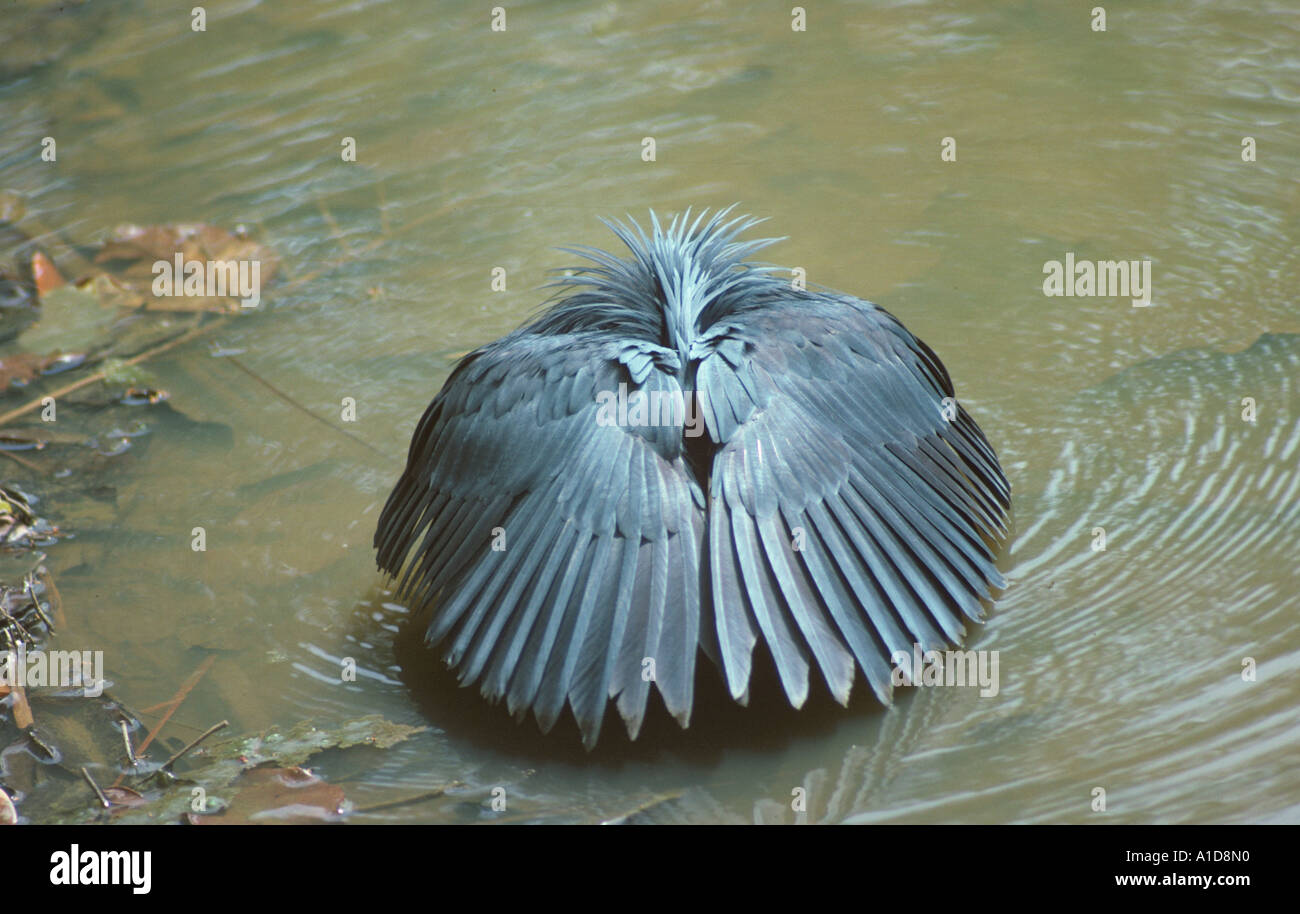 Ave sombrilla fotografías e imágenes alta resolución Alamy