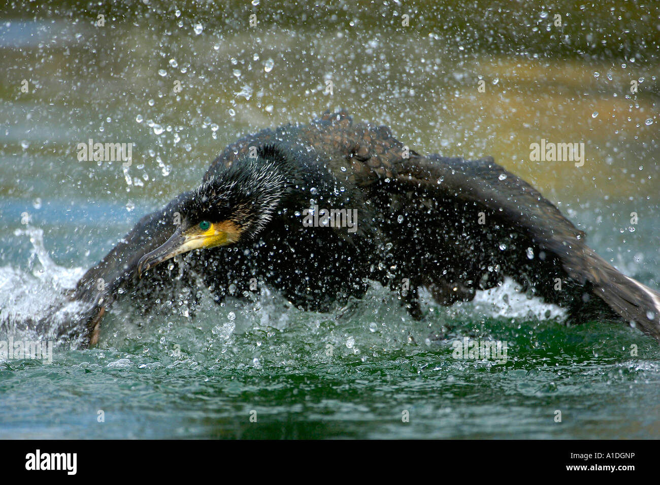 Cormoranes (Phalacrocorax carbo) golpea el agua con sus alas Foto de stock