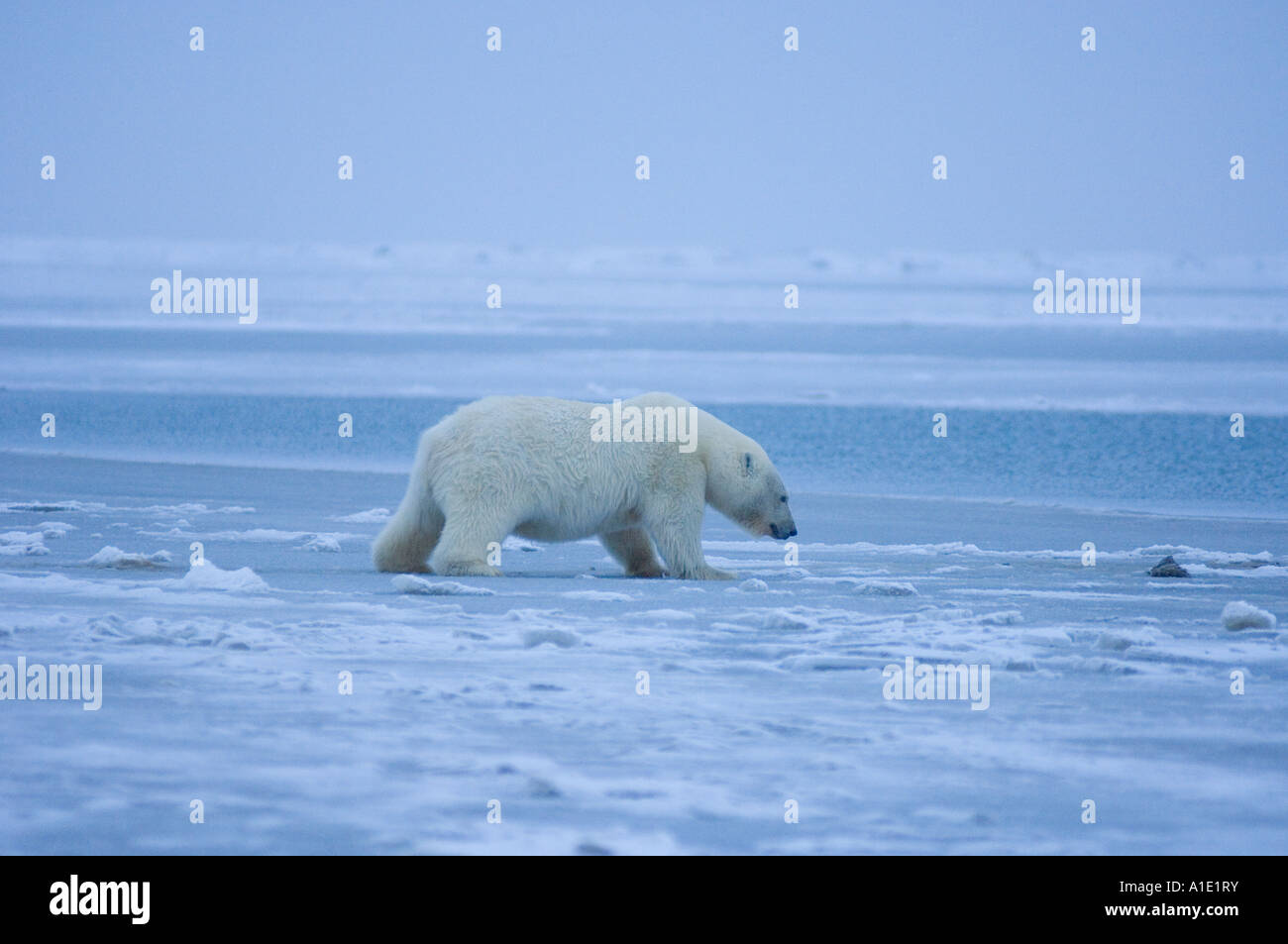Oso polar Ursus maritimus tratando de caminar sobre el recién formado y delgado paquete de hielo joven Refugio Nacional de Vida Silvestre del Ártico kaktovik Barter Island Alaska Foto de stock