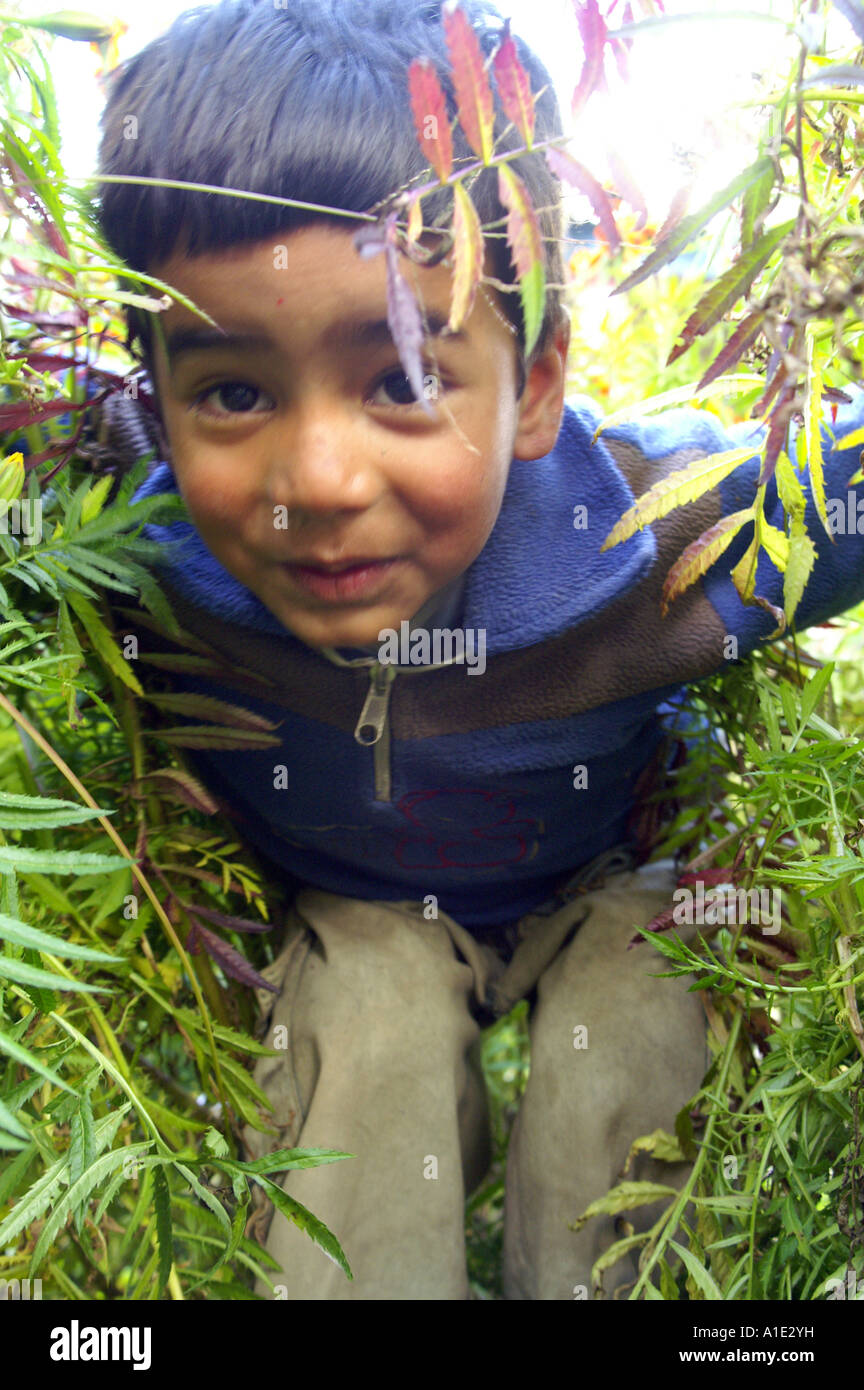 Un joven indio niño escondido feliz en flores parche Kalga VILLAGE, India Foto de stock