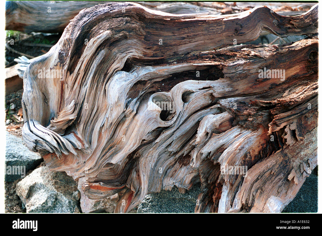 Las nudosas madera de un pino de cono de cerda Foto de stock