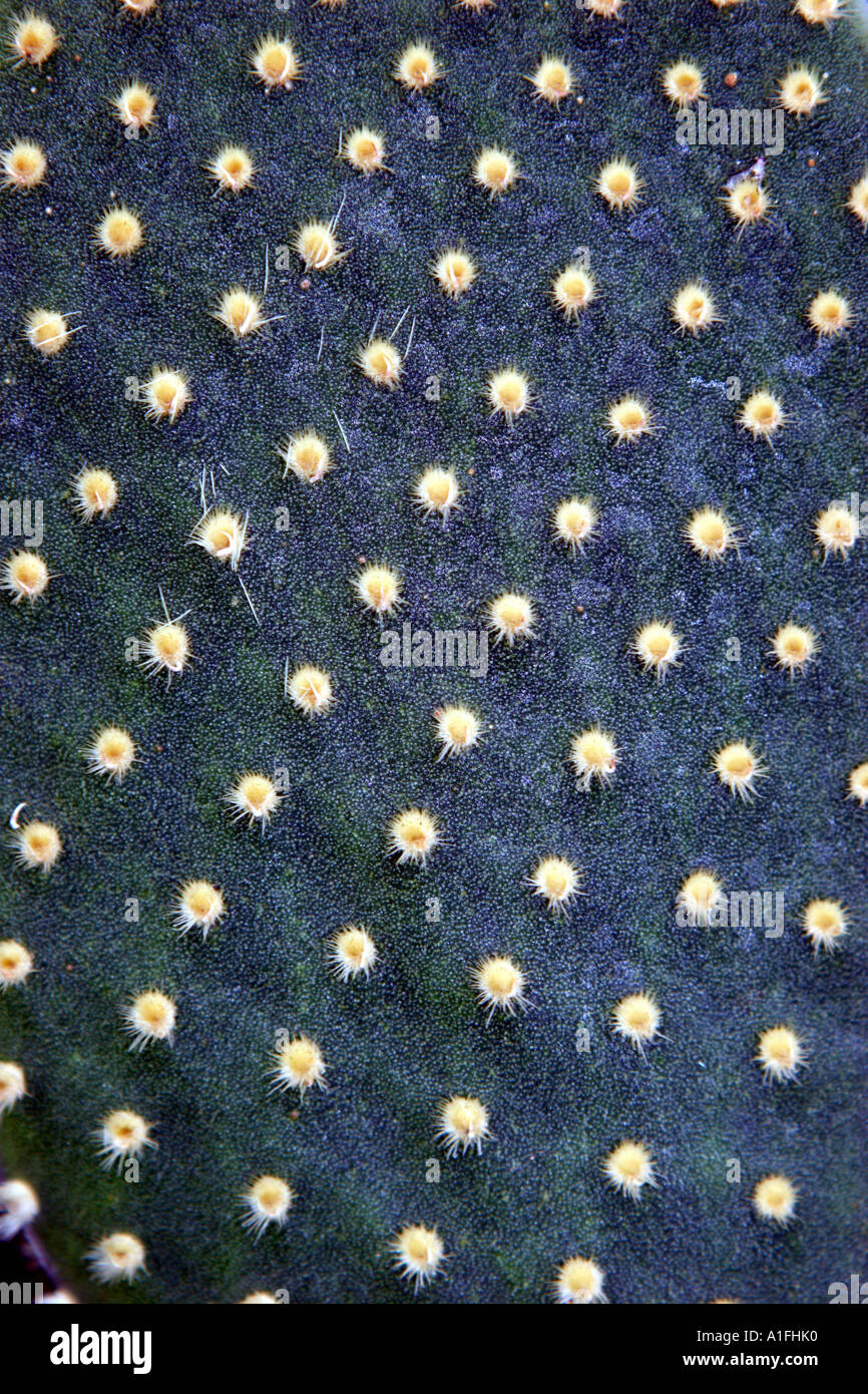 textura de cactus Foto de stock