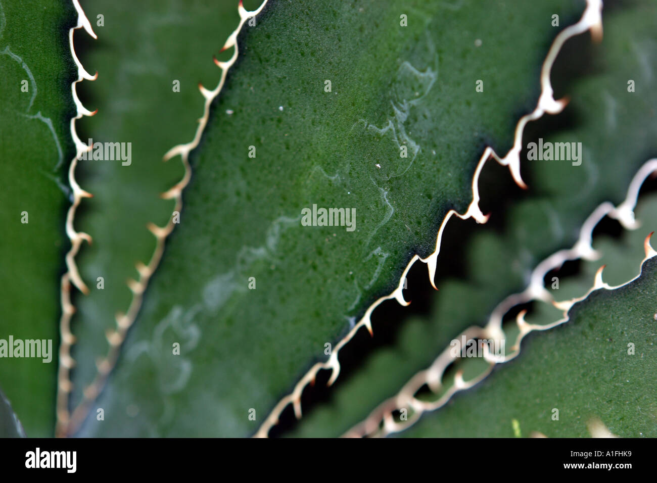 Textura de cactus Foto de stock