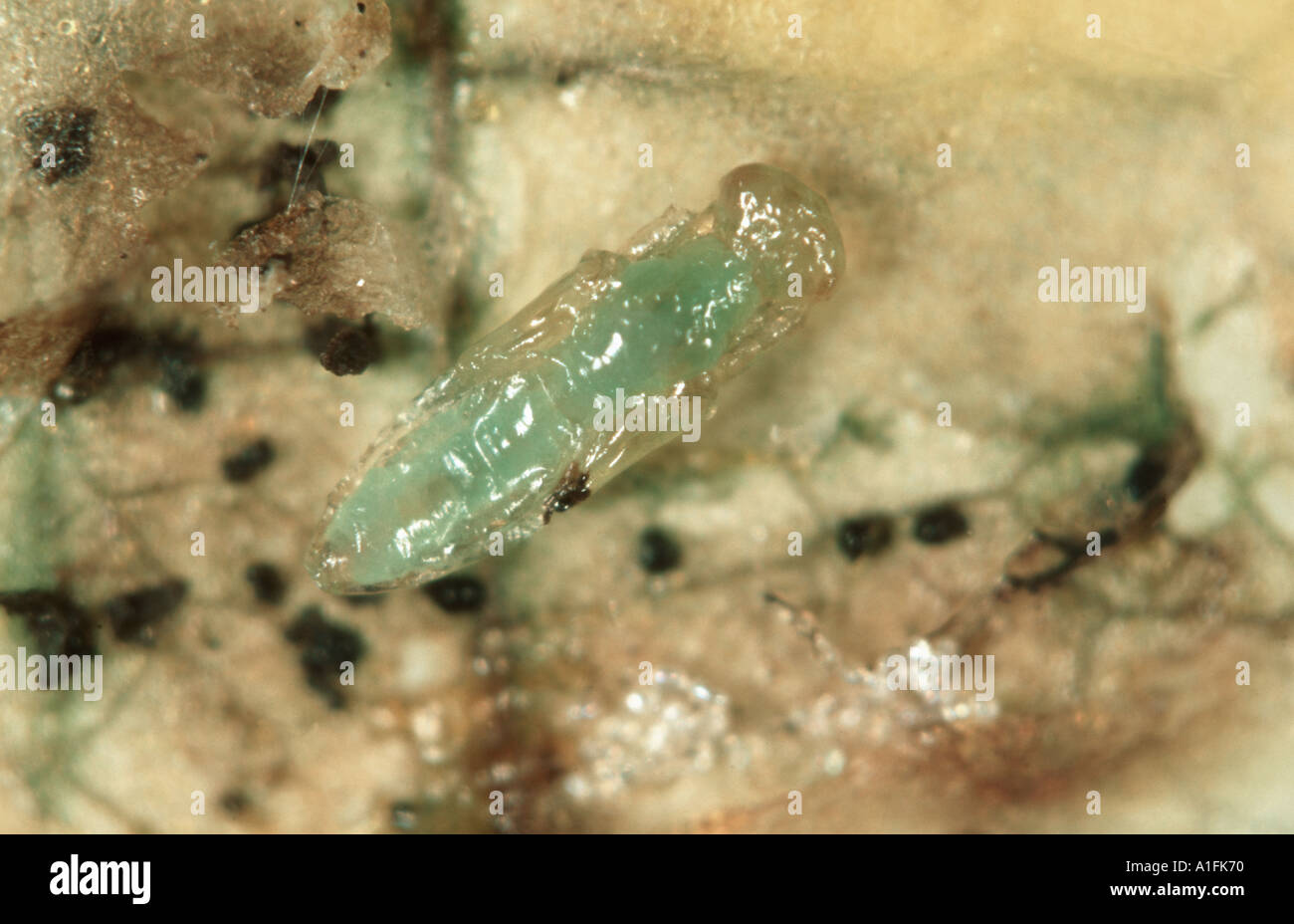 Avispa Parasitoide Diglyphus Isaea Pupa En La Mina De Hojas Despu S De Que La Larva De Avispa Se