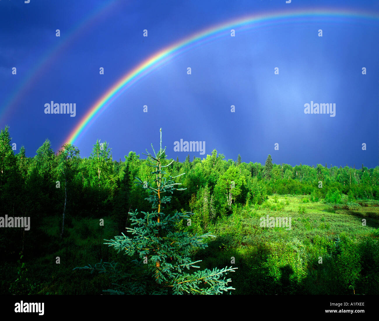 Arco iris sobre bosque cerca de Fairbanks, Alaska Foto de stock