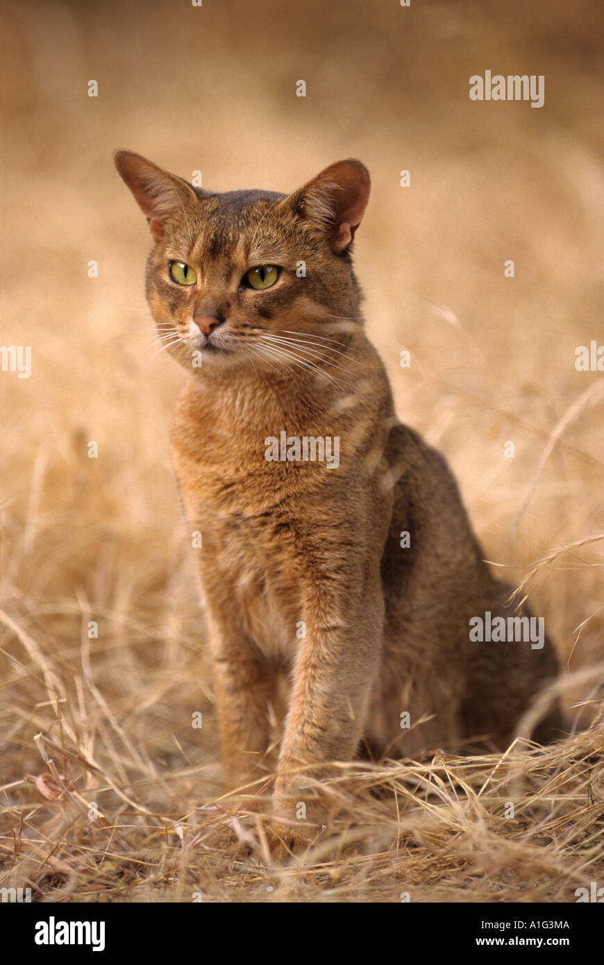 Un macho Abisino cat (Felis catus domesticus). Chat Abyssin mâle (Felis catus domesticus). Foto de stock