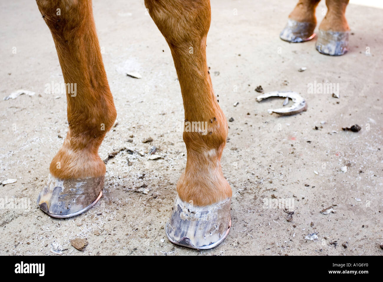 Los cascos de caballos herrados justa Fotografía de stock - Alamy