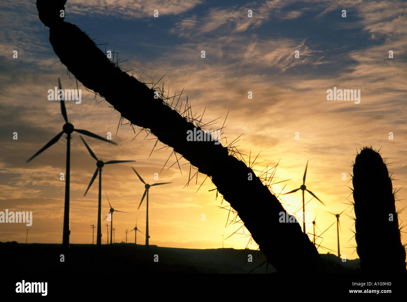 Energía eólica: parque eólico de 10 MW en sunset entre vegetación xerófila con cactus cerca de Fortaleza, Ceará, Brasil Foto de stock