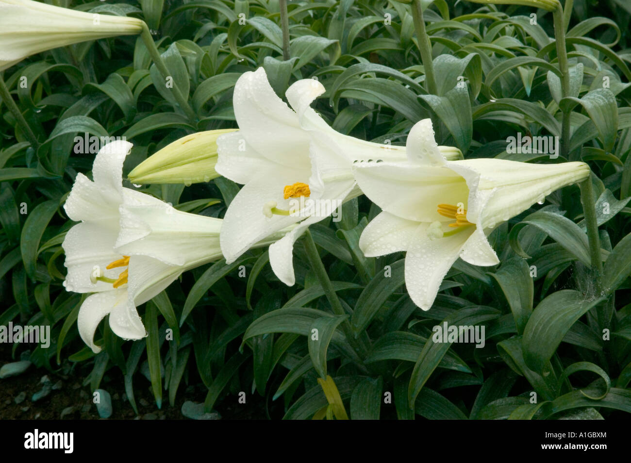 Lirios de pascua fotografías e imágenes de alta resolución - Alamy