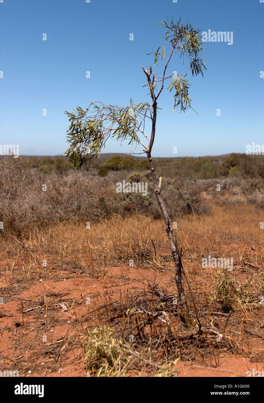 Tallo de eucalipto fotografías e imágenes de alta resolución Alamy