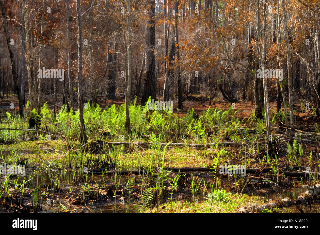 Quemadura prescrita controlada, hierba nueva emergente, bosque de pino amarillo del sur, Florida Foto de stock