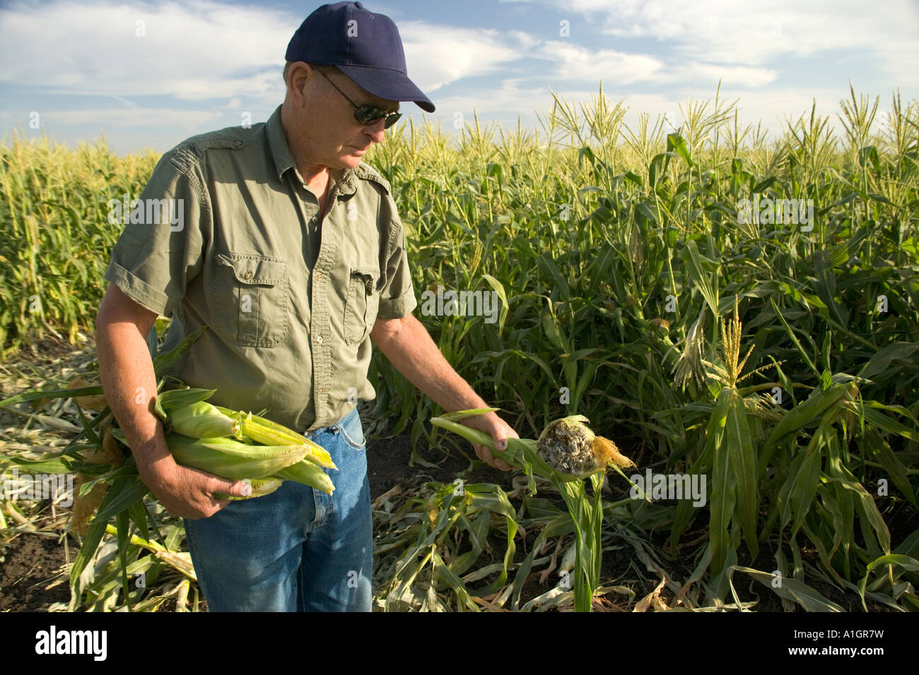 Inspección de agricultor en el campo de maíz dulce, muestra la obscenidad Gals. Foto de stock