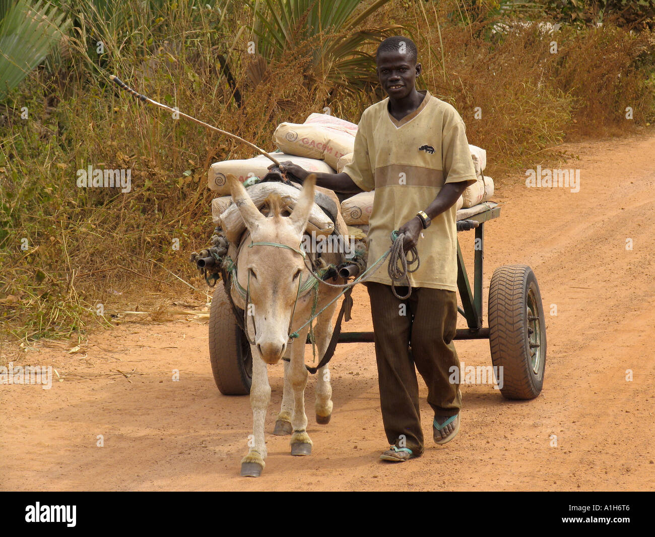 Carro De Burros Cargados Con Sacos De Cemento Gambia Imde Stock Carro De Burros Cargados Con Sacos De Cemento Gambia Imde Stock