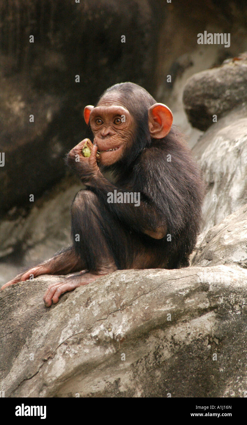 Poco chimpancé (Pan troglodytes) haciendo caras en el Dusit Zoo en Bangkok, Tailandia Foto de stock