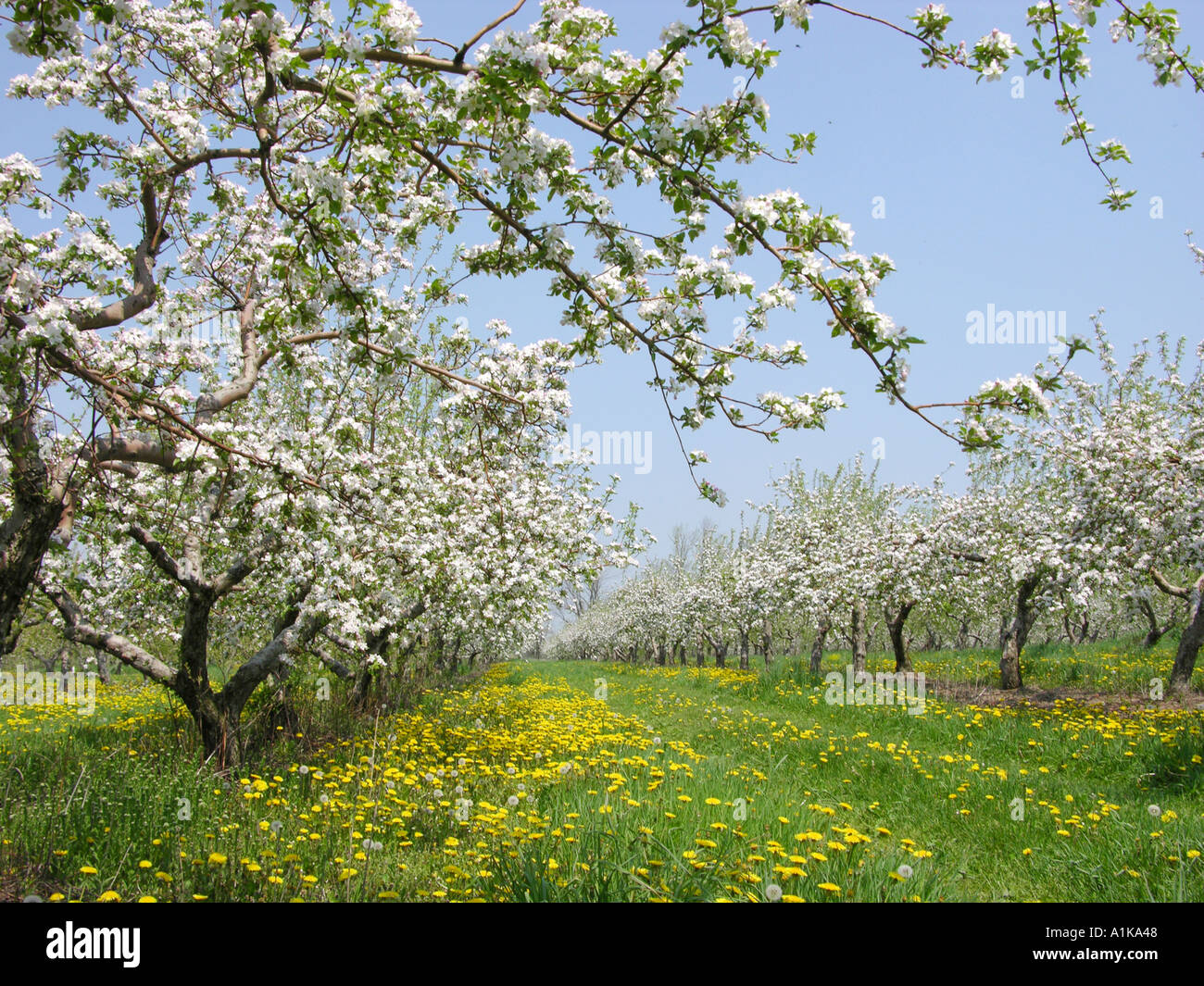 Michigan apple orchard con flor florece en plena floración Foto de stock