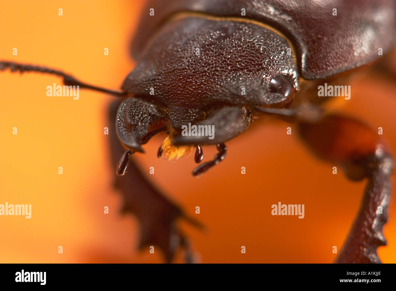 De cerca una stag beetle centrándose en las mandíbulas. Foto de stock