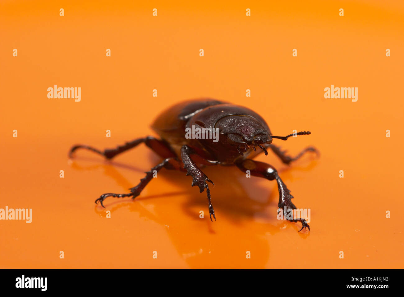 Un escarabajo ciervo aislado en naranja. Foto de stock