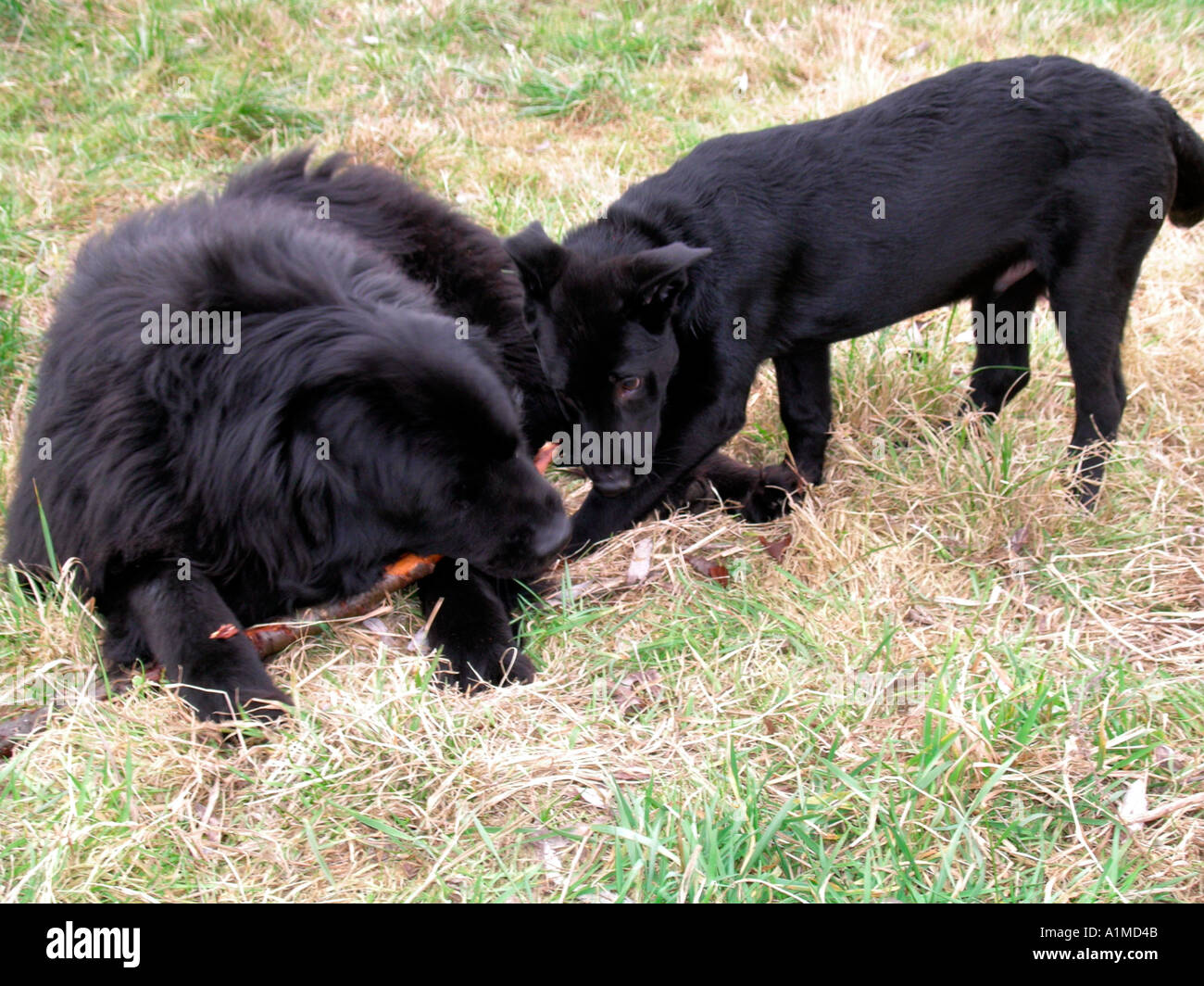 Dos perros negros dibujo en un stick PR Fotografía de stock - Alamy