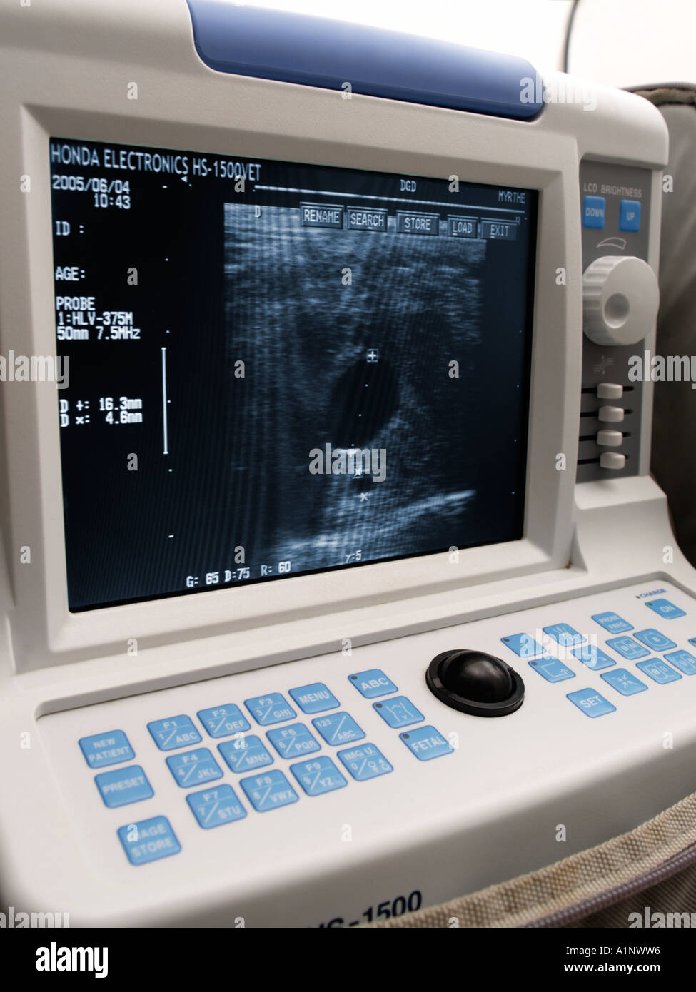 Ultrasonido veterinario portátil máquina Eco con 7 día de embriones de  caballos en pantalla que fue trasplantado desde otro caballo Fotografía de  stock - Alamy