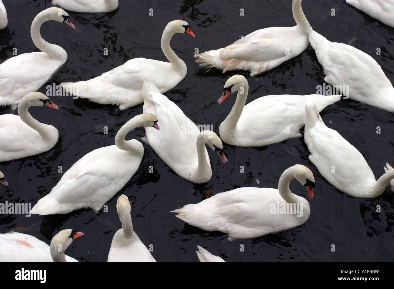 Cisnes Foto de stock