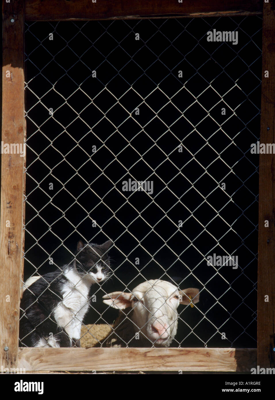 Ovejas y Cat en un granero, Soldeu, Andorra, Pirineos Foto de stock