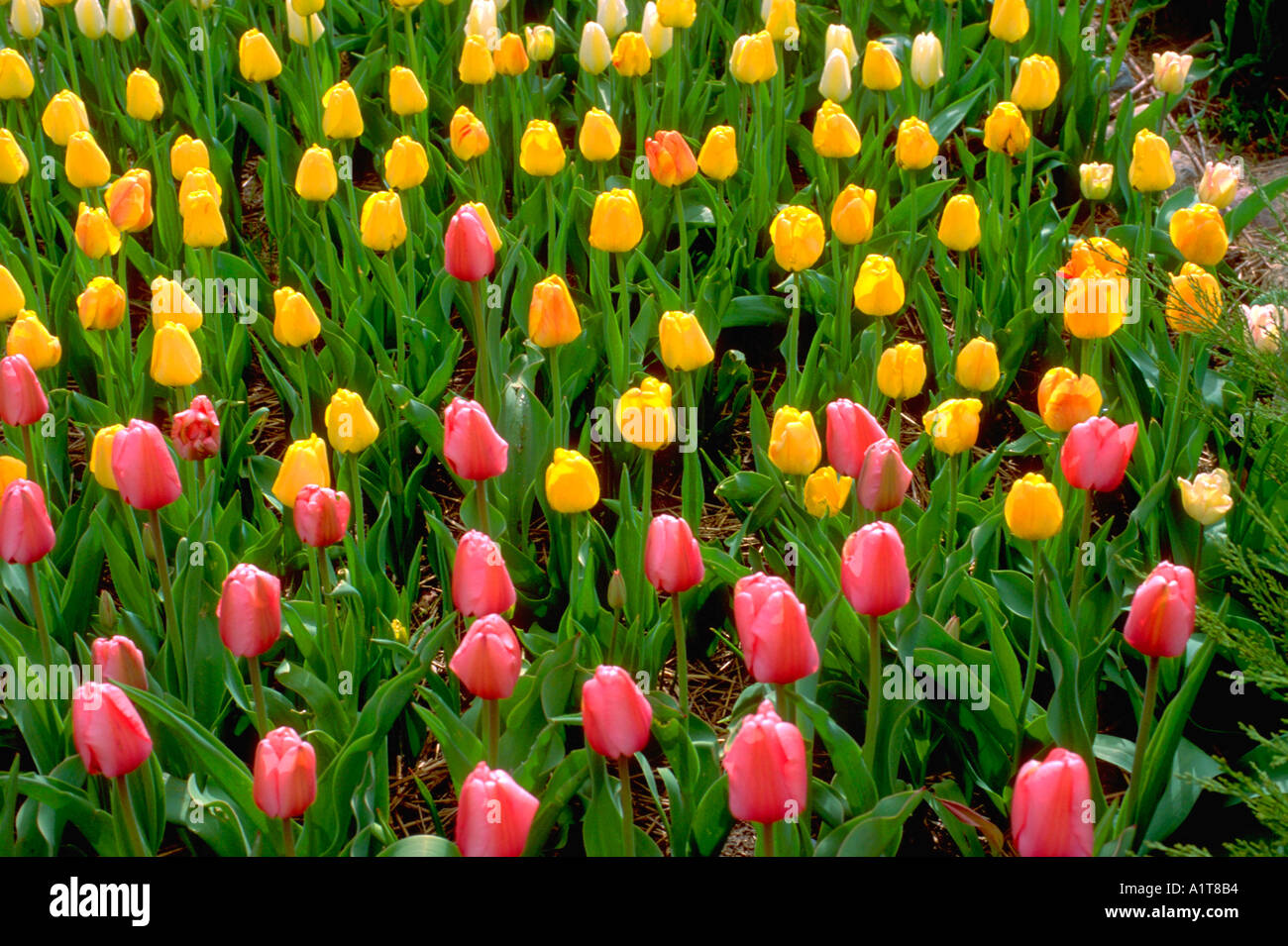 Jardín de flores de tulipanes rosas y amarillos. Edina MN Minnesota   Fotografía de stock - Alamy