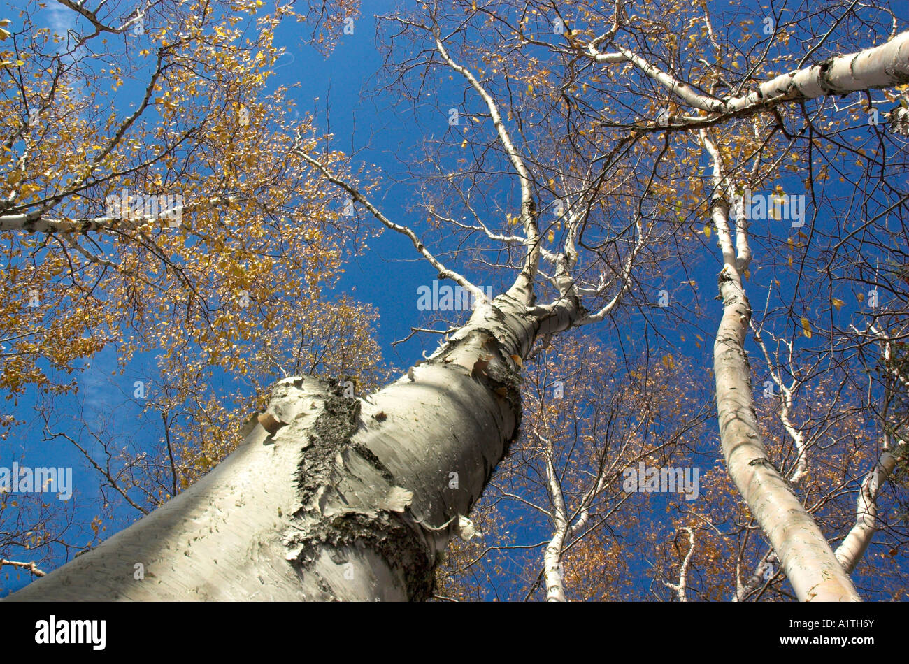 Buscando en blanco los troncos de abedul plateado contra un cielo azul Foto de stock