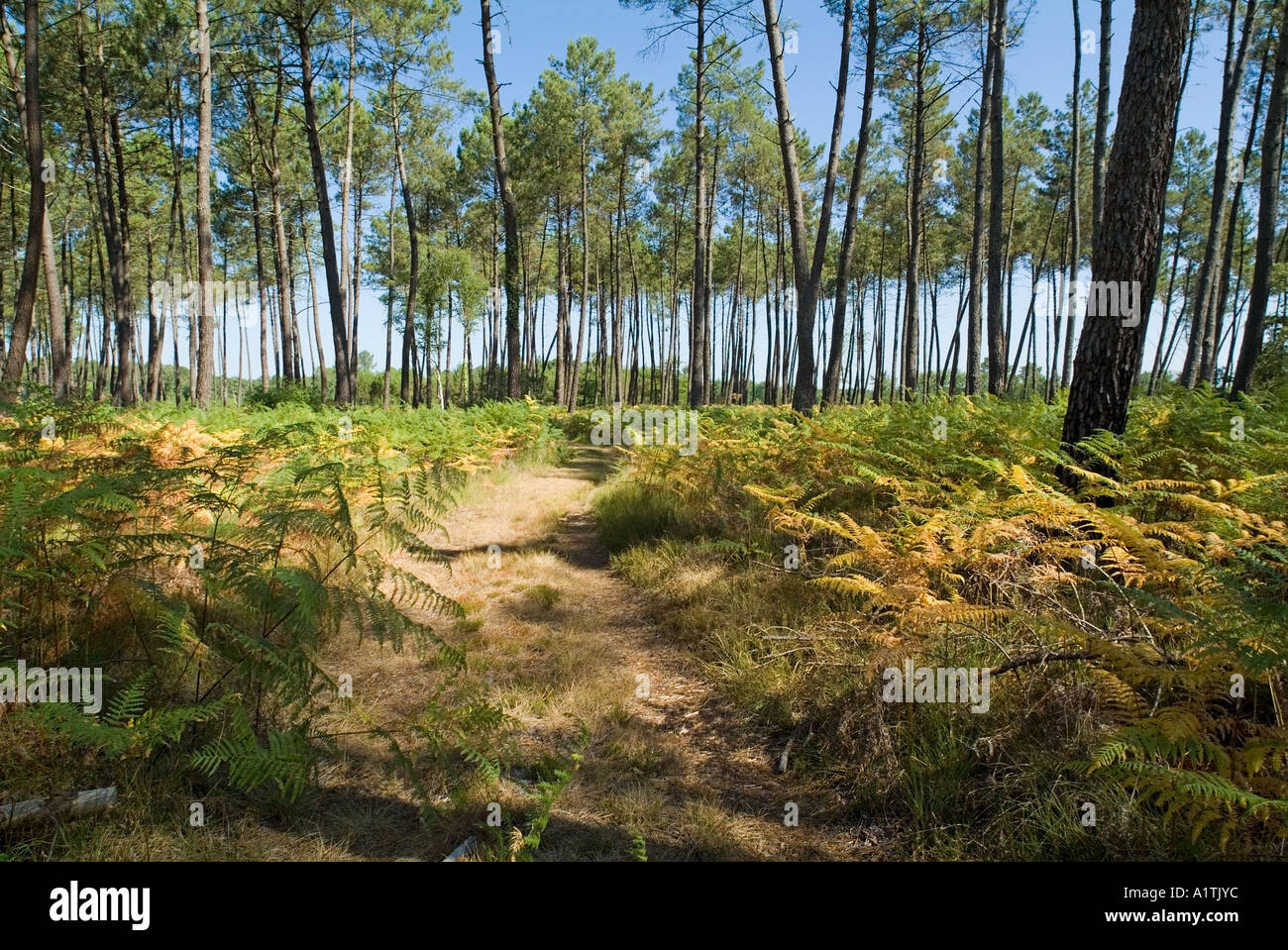 Ruta del bosque en el bosque de las landas, Aquitania, Gascuña, Francia en  verano Fotografía de stock - Alamy