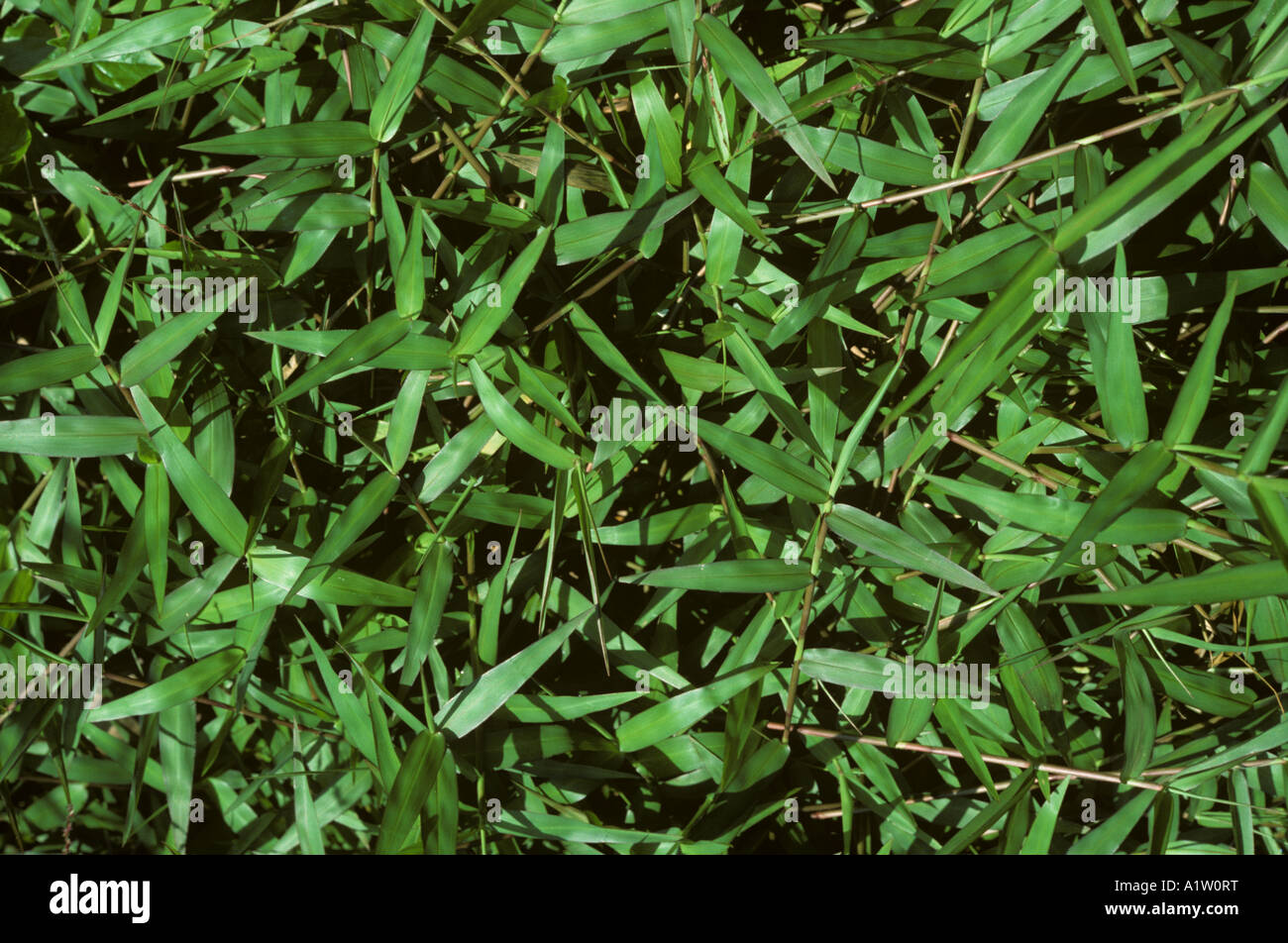 Slender panicgrass Ottochloa nodosa postrado gramíneas Malasia Foto de stock